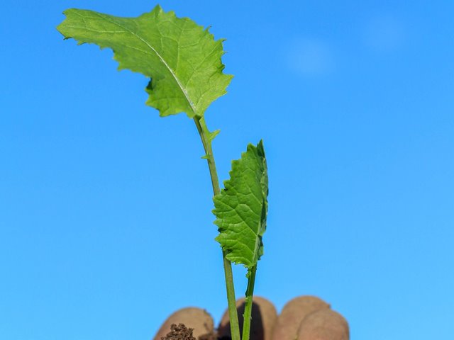 Studieplan for de Sosial Prinsippene